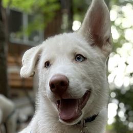 Siberian Huskies from Heather Martens