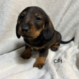 CF1 - Wild boar female Dachshund puppy in South Carolina from Purebred Dachshunds