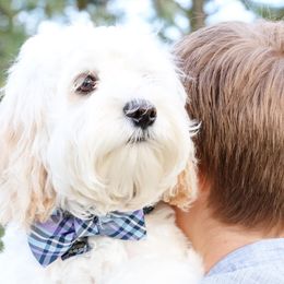 Australian Labradoodle Puppies from Tiny Treasures Australian Labradoodles