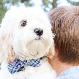 Australian Labradoodle Puppies from Tiny Treasures Australian Labradoodles