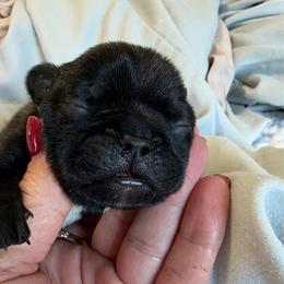 Red Collar - Black male French Bulldog puppy in North Port, Florida from Shoreline Bulldogs
