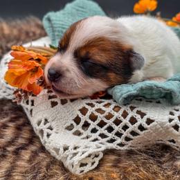 (Yellow) Red Female - Red speckled female Australian Cattle Dog puppy in Burleson, Texas from Bluebonnet Heelers