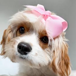 Peaches - Blenheim female Cavapoo puppy in Murray, Utah from Good Looking Dogs