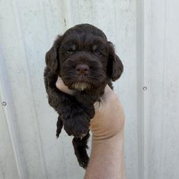 Fancy Male 2 - Brown male Cockapoo puppy in Connersville, Indiana from MoonShine Babies