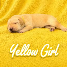 Yellow Collar Girl - Yellow female Labrador Retriever puppy in Las Vegas, Nevada from Lucky Labrador Retrievers