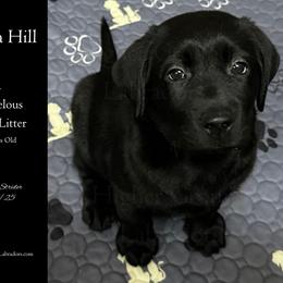 Agent Maria Hill - Steel Blue Collar, Black Female - 3,000 - Black female Labrador Retriever puppy in Eaton Rapids, Michigan from Higher Ground Labradors