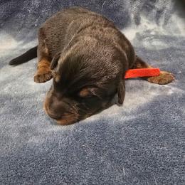 Red - Black and rust male Beauceron puppy in Batavia, New York from Oakland Beaucerons