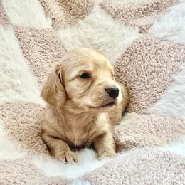 George - Cream male Dachshund puppy in Casper, Wyoming from Daisy's Doxies & Doodles