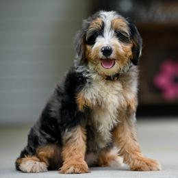 Esther - Blue merle female Bernedoodle puppy in Dundee, Ohio from Down Home Doodle