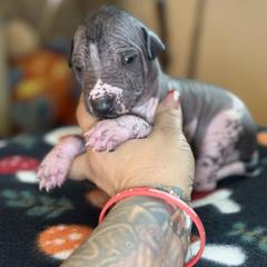 Lleonides - Black and white male Xoloitzcuintli puppy in Victorville, California from Elegancia Vintage Xoloitzcuintle