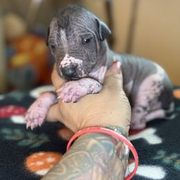 Lleonides - Black and white male Xoloitzcuintli puppy in Victorville, California from Elegancia Vintage Xoloitzcuintle