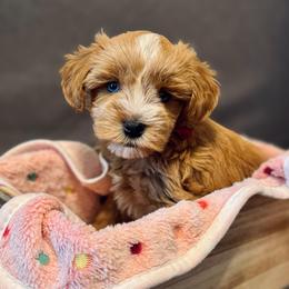 Hibana - Wheaten female Miniature Schnauzer puppy in Kings Mountain, North Carolina from Behind the Beard Schnauzers