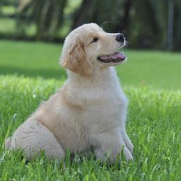 Golden Retrievers from GoldRox Goldens