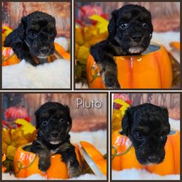 Pluto - Black tri-color male Aussiedoodle puppy in Prescott Valley, Arizona from Ramirez Family Doodles