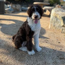 Aussiedoodle, Australian Shepherd, and Goldendoodle Puppies from Junipersdoodles