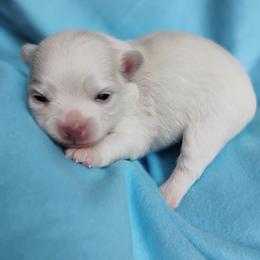 Blaze - White male Chihuahua puppy in Wayland, Michigan from MI Chihuahua
