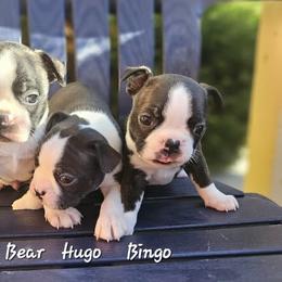 Boston Terrier, Doberman Pinscher, French Bulldog, and Shiba Inu Puppies from Diamonds In The Ruff Boston Terriers