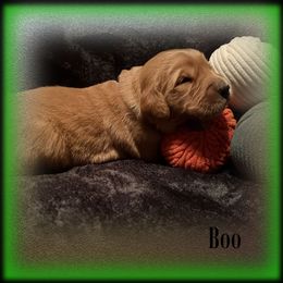 Boo - Dark golden male Golden Retriever puppy in Anson, Texas from Diamond Bar N Ranch
