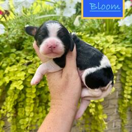 Bloom - Tri-color male Cavapoo puppy in Midland, Michigan from Northern Charm Farm