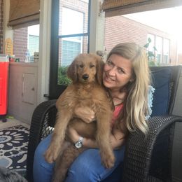 Goldendoodle Puppies from Carefree Goldendoodles