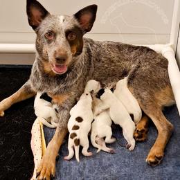 Silo (ASDR) - Red speckled female Australian Cattle Dog puppy in Marana, Arizona from Impact 3rd Australian Cattle Dogs