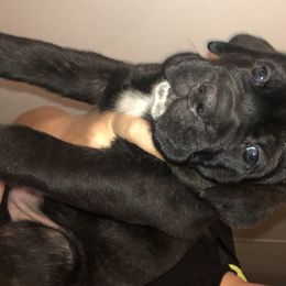 Cane Corso puppies from Prideland Cane Corso