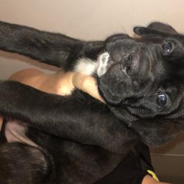 Cane Corso puppies from Prideland Cane Corso