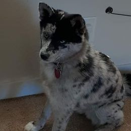 Gracie - Pomsky