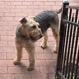 Duncan - Airedale Terrier