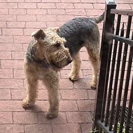 Duncan - Airedale Terrier