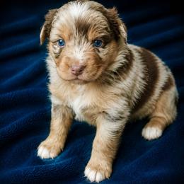 Shania - Red Merle - Red merle female Australian Shepherd puppy in Hugo, Colorado from Frying Pan Ranch Australian Shepherds