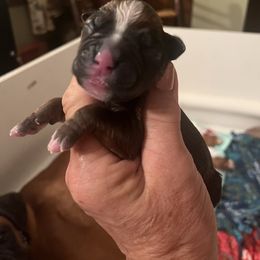 Girl 1 - Fawn female Boxer puppy in Plainwell, Michigan from Hope's Beautiful Boxers