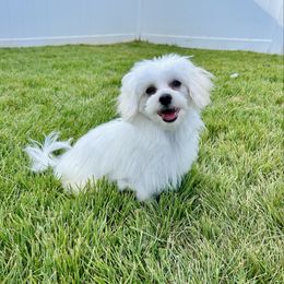 Swayze - White male Maltese puppy in Morehead, Kentucky from Paw Perfect Pets
