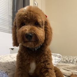Coco - Goldendoodle