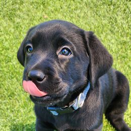 Labrador Retriever Puppies from Steele Caliber Retrievers