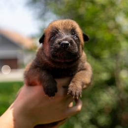 Daffodil - Fawn female Belgian Malinois puppy in Lincoln, Nebraska from Nebraska K9