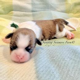 Tri-Color Male - Tricolor male Shih Tzu puppy in Waynetown, Indiana from Swaying Sycamore Farm