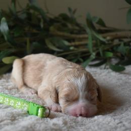 Female 5 - Red  female Goldendoodle puppy in Angola, Indiana from Classic City Doodles