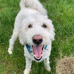 Roo Roo - Labradoodle