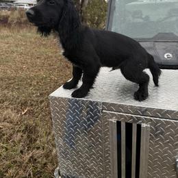 Tig - Black male English Cocker Spaniel puppy in Ohatchee, Alabama from Otter Creek Kennels