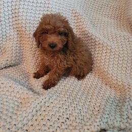 Goldendoodle Puppies from Denise's Goldendoodles