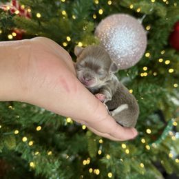 Violet - Silver and white female Chihuahua puppy in Burleson, Texas from BabydollYorkiesofTexas