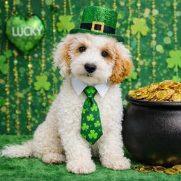 Potluck - Parti male Goldendoodle puppy in Pendleton, Oregon from Blushing Doodles