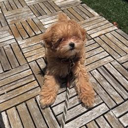 Maltese and Maltipoo Puppies from PrissyPawz