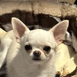 Berlin - Chihuahua