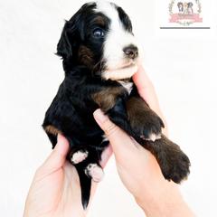Aussiedoodle and Australian Mountain Doodle Puppies from Ridgeline Doodles
