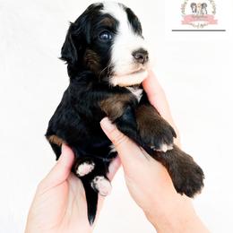 Aussiedoodle and Australian Mountain Doodle Puppies from Ridgeline Doodles