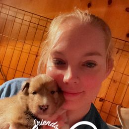 Dalmatian and Shetland Sheepdog Puppies from Karmayne Kennels