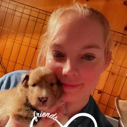 Dalmatian and Shetland Sheepdog Puppies from Karmayne Kennels
