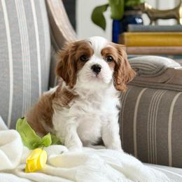 Mark - Blenheim male Cavalier King Charles Spaniel puppy in Draper, Utah from Cavachon Love Chocolate Cavaliers, Cavaliers, Cavachon’s, Cavapoos
